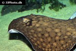 potamotrygon orbignyi dumerilii potamotrygon orbignyi dumerilii
