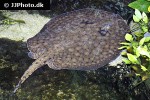 potamotrygon orbignyi dumerilii potamotrygon orbignyi dumerilii