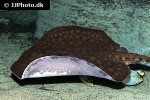 potamotrygon orbignyi dumerilii potamotrygon orbignyi dumerilii
