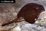 potamotrygon orbignyi dumerilii potamotrygon orbignyi dumerilii