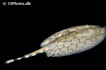 potamotrygon schroederi potamotrygon schroederi