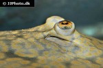 potamotrygon schroederi potamotrygon schroederi