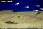 potamotrygon scobina potamotrygon scobina