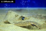 potamotrygon scobina potamotrygon scobina