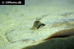 potamotrygon scobina potamotrygon scobina