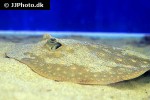 potamotrygon scobina potamotrygon scobina