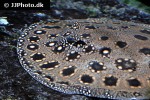 potamotrygon scobina potamotrygon scobina