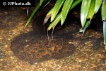potamotrygon scobina potamotrygon scobina