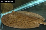 potamotrygon species paraguay potamotrygon species paraguay