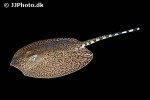 potamotrygon tigrina potamotrygon tigrina