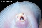 potamotrygon tigrina