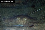 potamotrygon tigrina