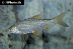 rutilus rutilus rutilus rutilus