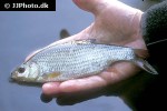 rutilus rutilus rutilus rutilus