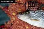 rutilus rutilus rutilus rutilus
