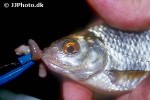 rutilus rutilus rutilus rutilus