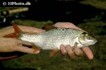 rutilus rutilus rutilus rutilus