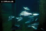 rutilus rutilus rutilus rutilus