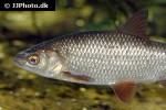 rutilus rutilus rutilus rutilus