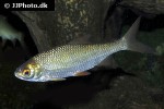 rutilus rutilus rutilus rutilus