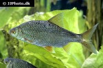 rutilus rutilus rutilus rutilus