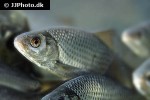 rutilus rutilus rutilus rutilus