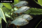 rutilus rutilus rutilus rutilus