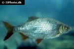 rutilus rutilus rutilus rutilus