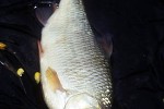 rutilus rutilus rutilus rutilus
