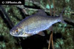 rutilus rutilus rutilus rutilus