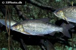 rutilus rutilus rutilus rutilus