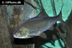 rutilus rutilus rutilus rutilus