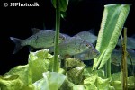 rutilus rutilus rutilus rutilus