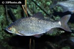 rutilus rutilus rutilus rutilus