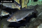 rutilus rutilus rutilus rutilus