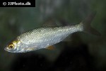 rutilus rutilus rutilus rutilus