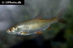 rutilus rutilus rutilus rutilus
