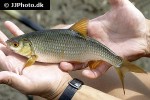 rutilus rutilus rutilus rutilus