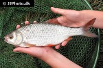 rutilus rutilus rutilus rutilus