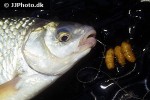 rutilus rutilus rutilus rutilus