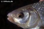 rutilus rutilus rutilus rutilus