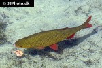 scardinius erythrophthalmus scardinius erythrophthalmus