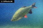 scardinius erythrophthalmus scardinius erythrophthalmus