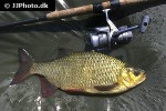 scardinius erythrophthalmus scardinius erythrophthalmus