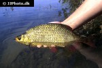 scardinius erythrophthalmus scardinius erythrophthalmus