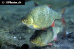 scardinius erythrophthalmus scardinius erythrophthalmus