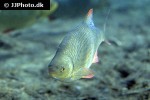 scardinius erythrophthalmus scardinius erythrophthalmus