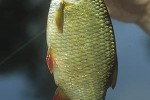 scardinius erythrophthalmus scardinius erythrophthalmus