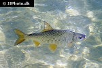scardinius erythrophthalmus var scardafa scardinius erythrophthalmus var scardafa