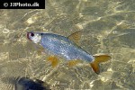 scardinius erythrophthalmus var scardafa scardinius erythrophthalmus var scardafa